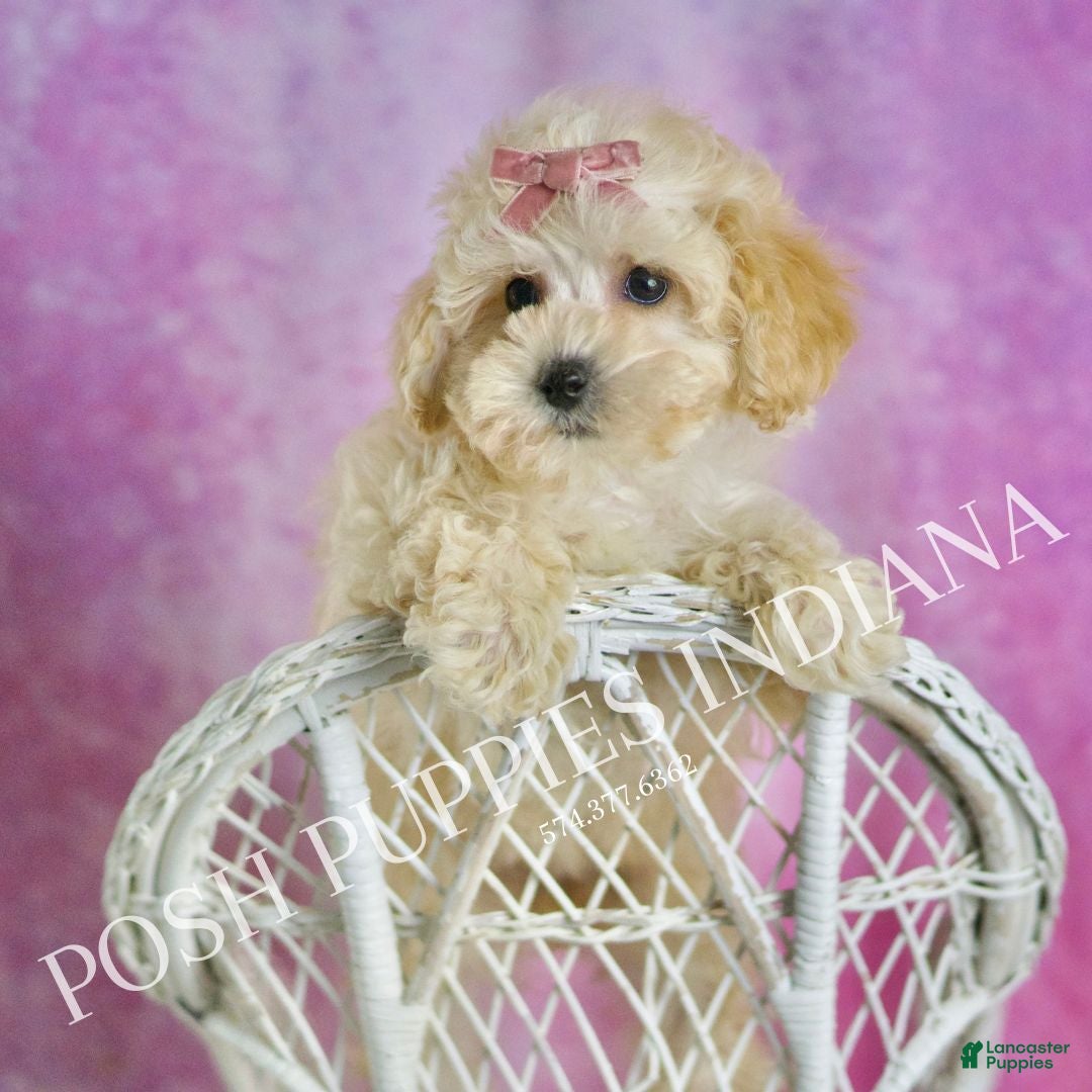 Maltipoo dogs for sale: Tutu - Ad 8