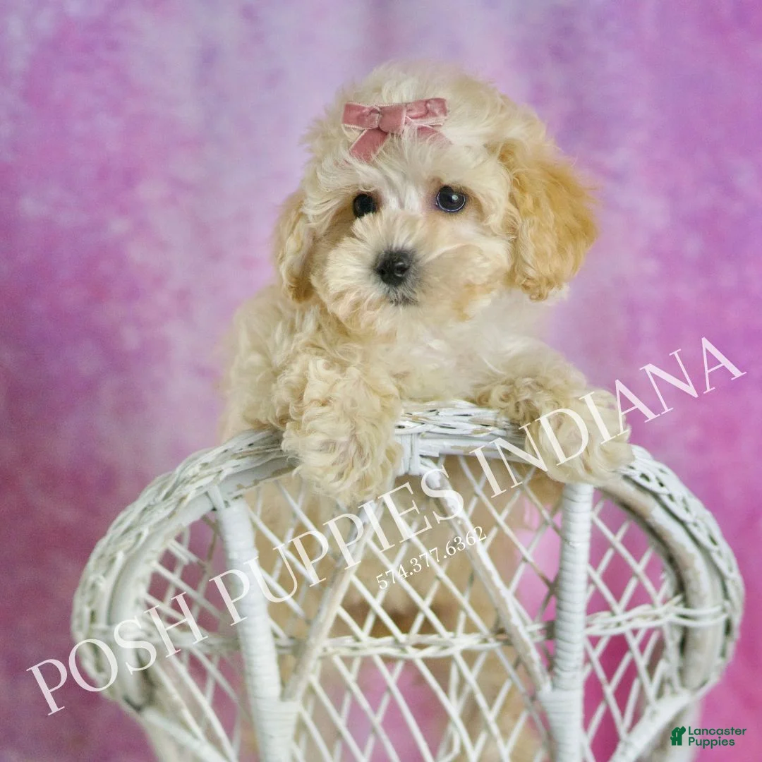 Maltipoo dogs for sale: Tutu - Ad 8