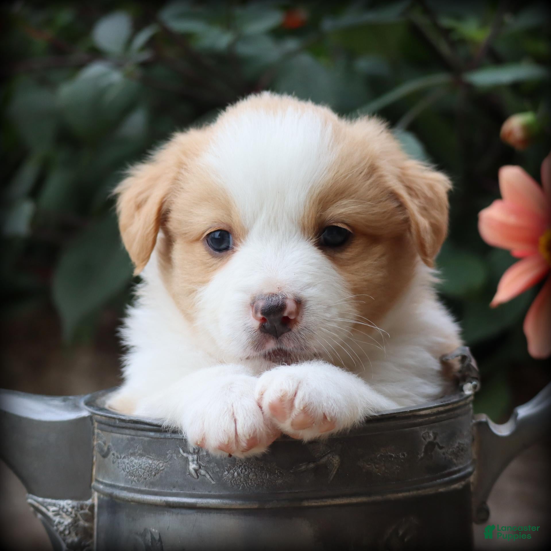Miniature Australian Shepherd dogs Bugle - Ad 1