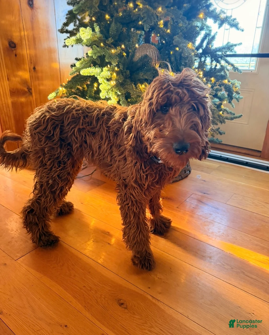 Irish Doodle dogs for sale: Irish Doodle Puppy 1 - Ad 3