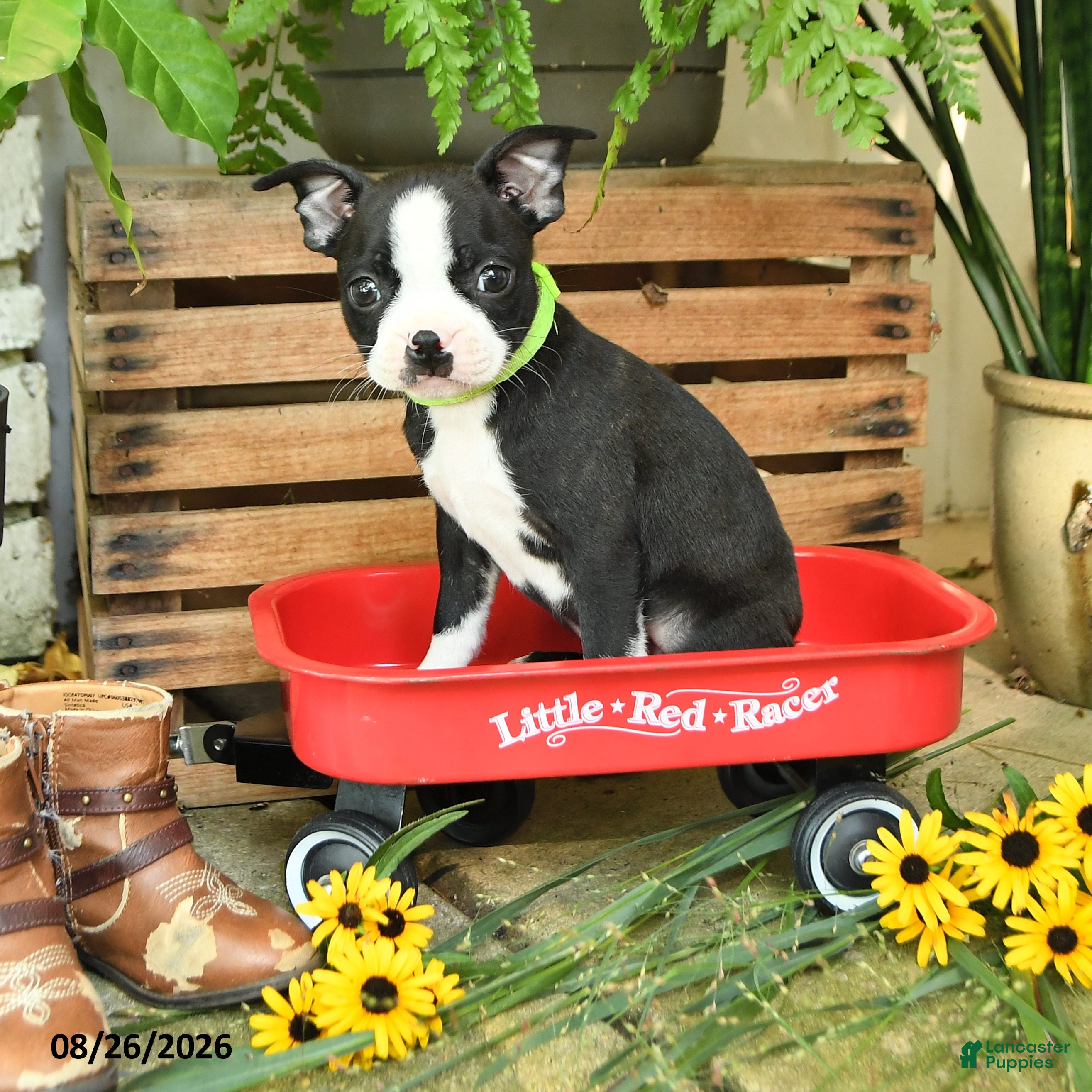 Boston Terrier dogs Percy - Ad 1