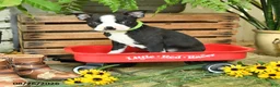 Boston Terrier dogs for sale: Percy - Ad 1