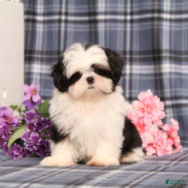 Shih Tzu dogs Jaxon  - Ad 2