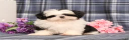 Shih Tzu dogs for sale: Jaxon  - Ad 1