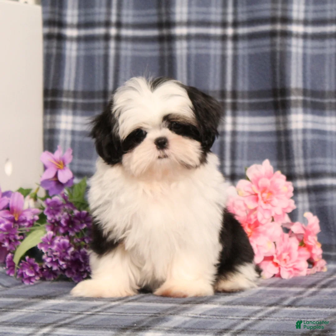 Shih Tzu dogs for sale: Jaxon  - Ad 1