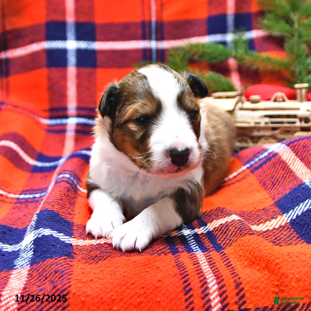 Shetland Sheepdog dogs for sale: Mr Christmas - Ad 15