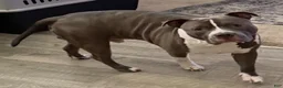 Staffordshire Bull Terrier dogs for sale: Staffordshire Bull Terrier 4 - Ad 8