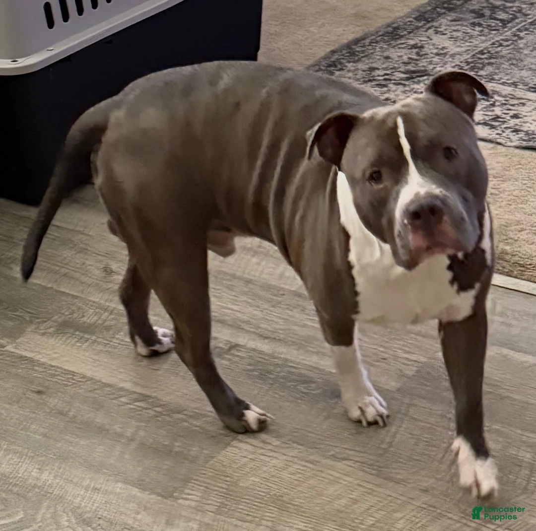 Staffordshire Bull Terrier dogs for sale: Staffordshire Bull Terrier 4 - Ad 8