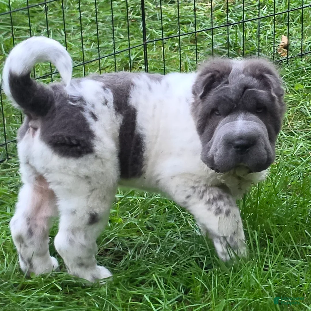 Shar Pei dogs for sale: Tiny Tom flower bear coat mini  - Ad 1
