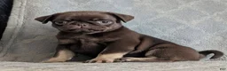 Pug dogs for sale: Chai - Ad 2