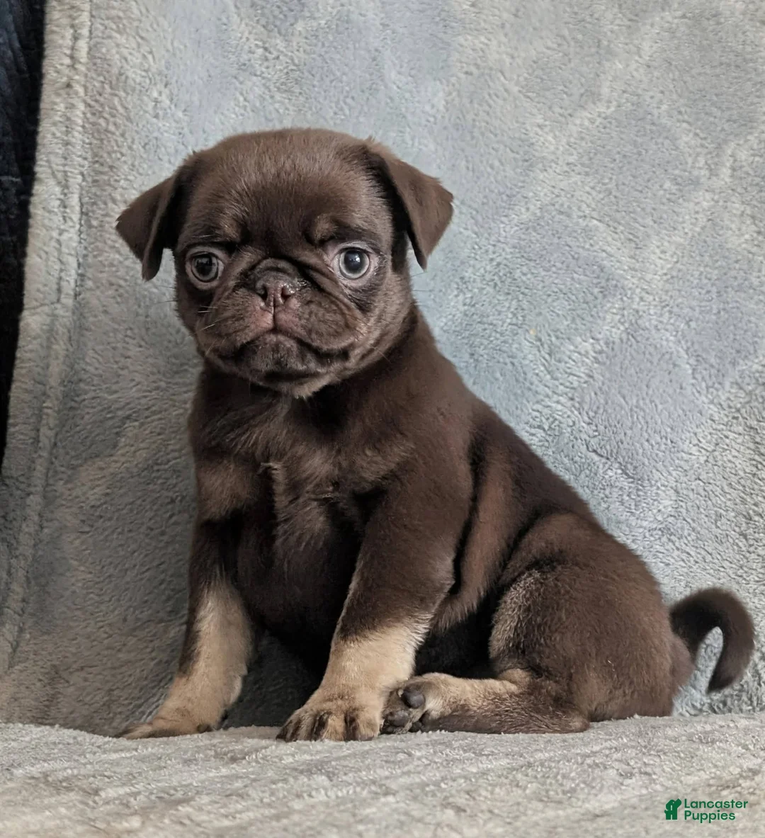 Pug dogs for sale: Chai - Ad 2