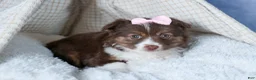 Miniature Australian Shepherd dogs for sale: ELLIE - Ad 15