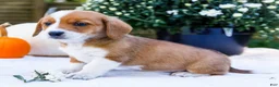 Mixed Breed dogs for sale: Buddy - Ad 6