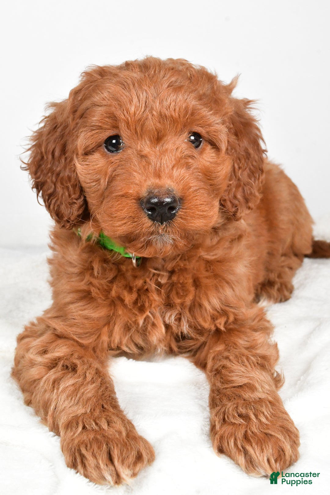 Goldendoodle dogs for sale: Page medium size - Ad 8