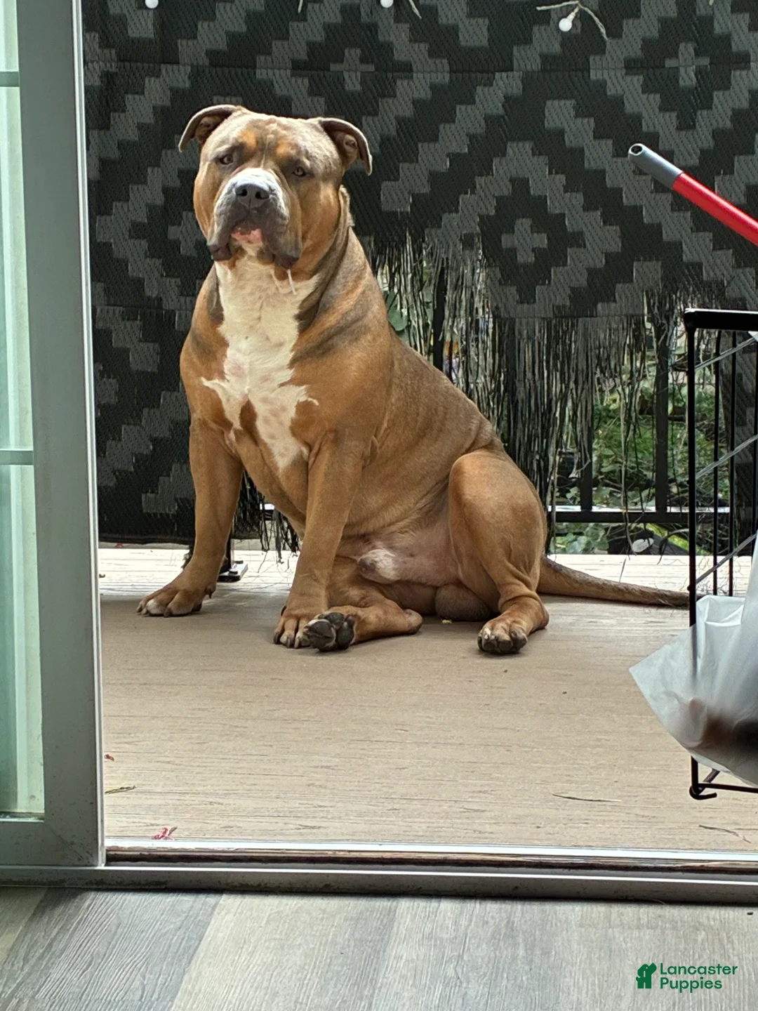 American Bully dogs for stud: Teflon - Ad 1