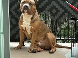 American Bully dogs Teflon - Ad 1