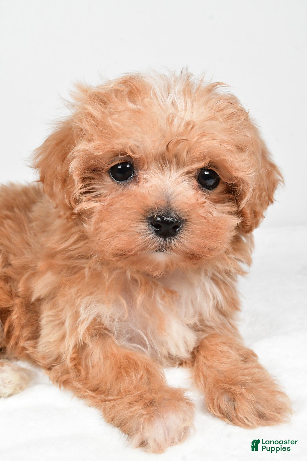Maltipoo dogs for sale: Brittany - Ad 7