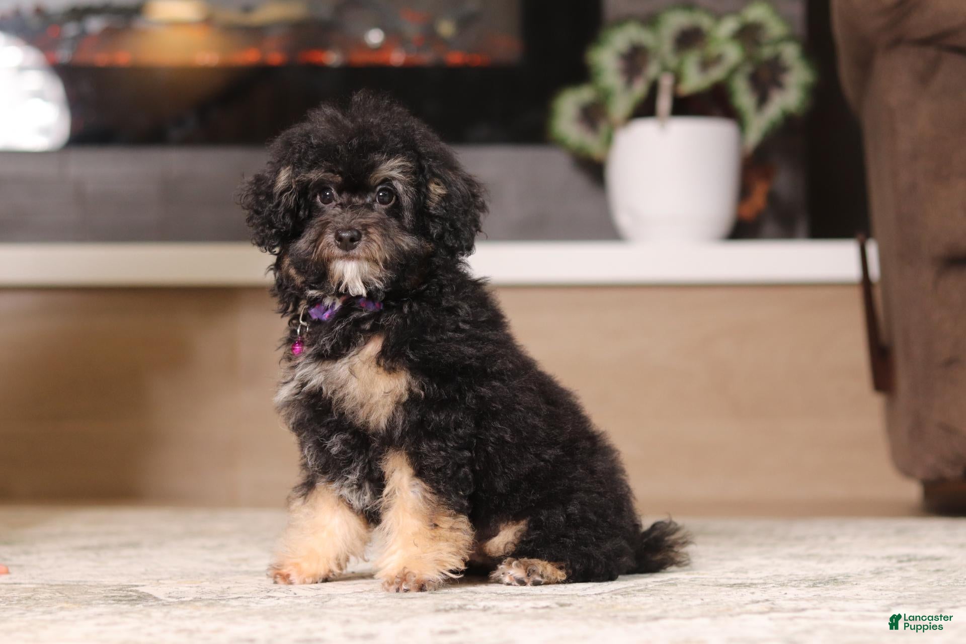 Miniature Poodle dogs Axel (AKC) - Ad 2