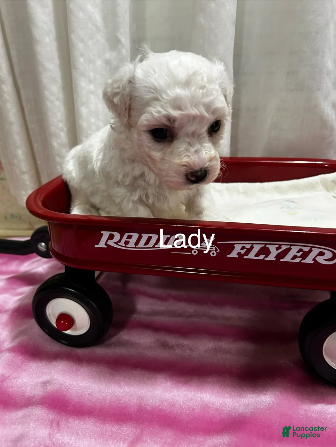 Bichon Frise dogs for sale: Bichon Frise 4 lady - Ad 2