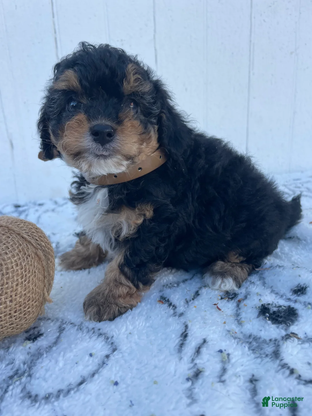 Yorkiepoo dogs for sale: Mabel - Ad 4