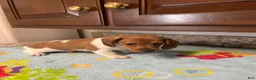 Miniature Dachshund dogs for sale: Ayaan  - Ad 7