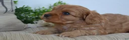 Miniature Poodle dogs for sale: Patches - Ad 9