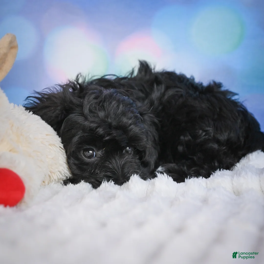 Miniature Poodle dogs for sale:  Pam - Ad 2
