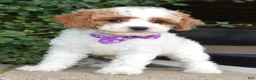 Cavapoo dogs for sale: Cora - Ad 3
