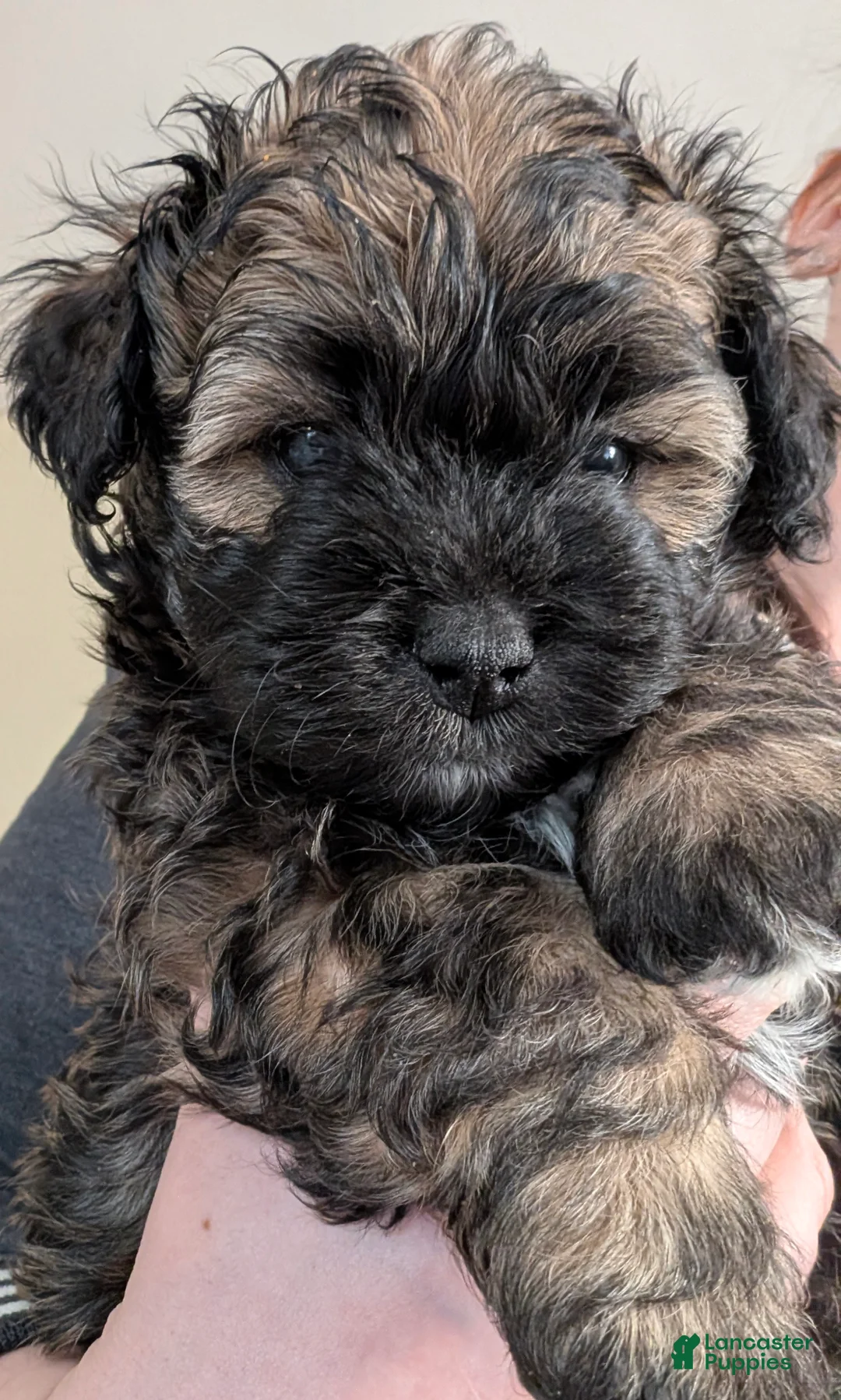 Shihpoo dogs for sale: Shichon Puppy Cocoa - Ad 1