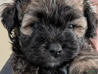 Shihpoo dogs Shichon Puppy Cocoa - Ad 4