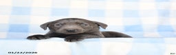 Labrador Retriever dogs for sale: Shades - Ad 3
