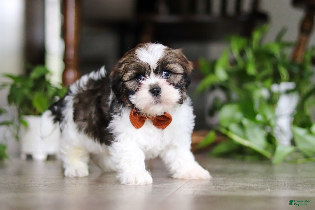 Shih Tzu dogs for sale: Brady - Ad 4