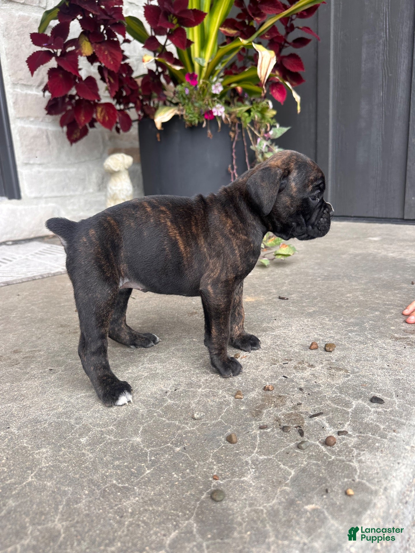 Boxer dogs Ruby - Ad 2