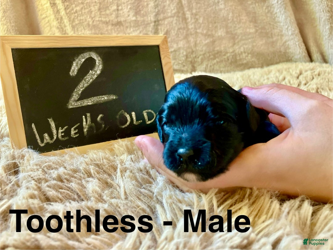 Cavapoo dogs for sale: Toothless - Ad 1