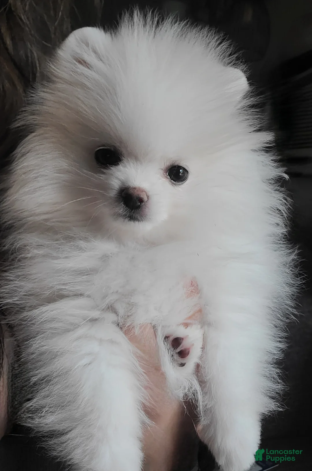 Pomeranian dogs for sale: Luna - Ad 4