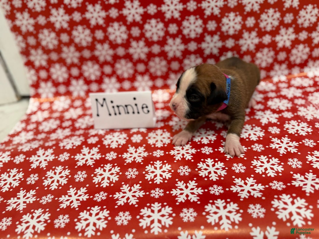 Boxer dogs for sale: Minnie - Ad 2