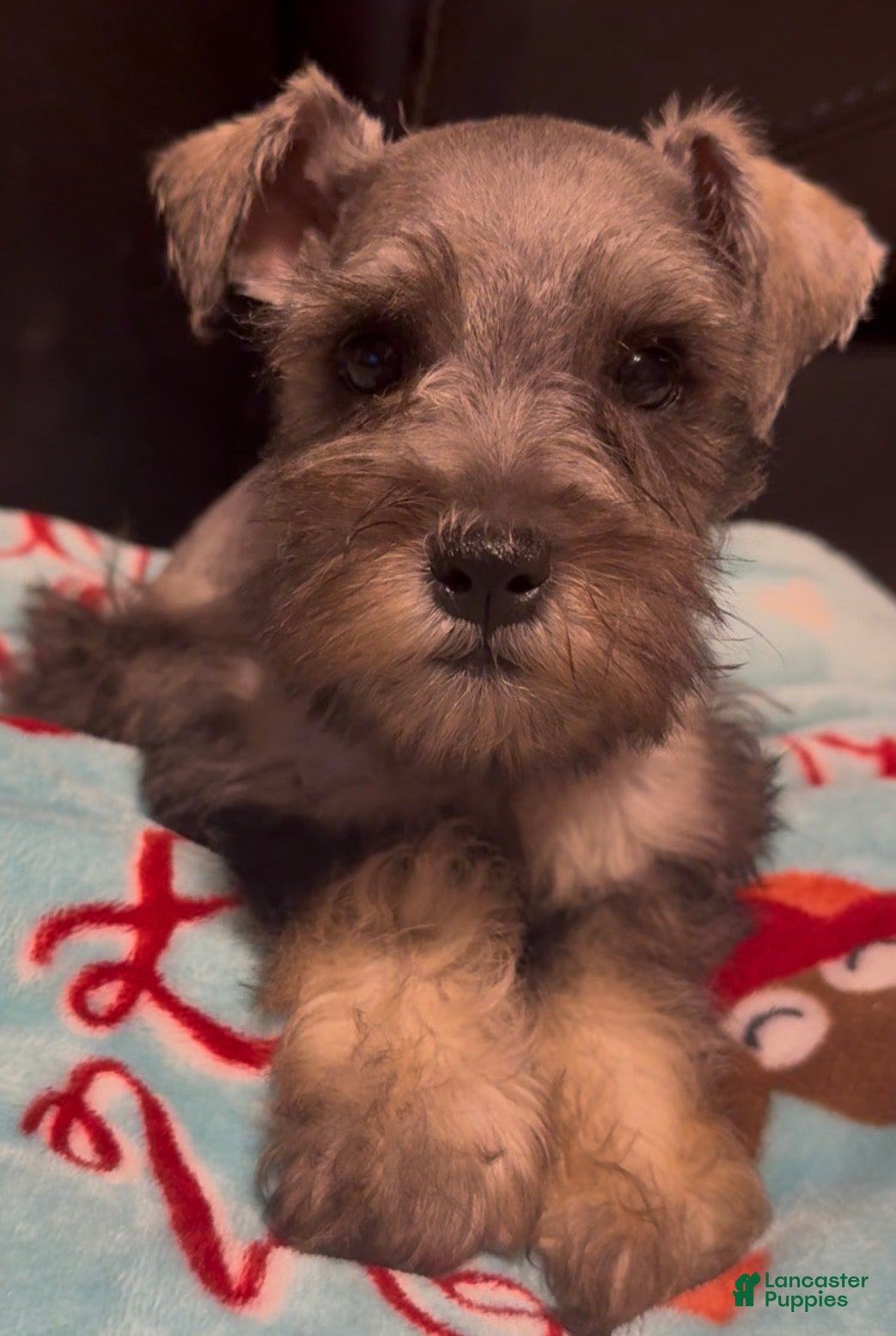 Miniature Schnauzer dogs Boy Silver - Ad 34