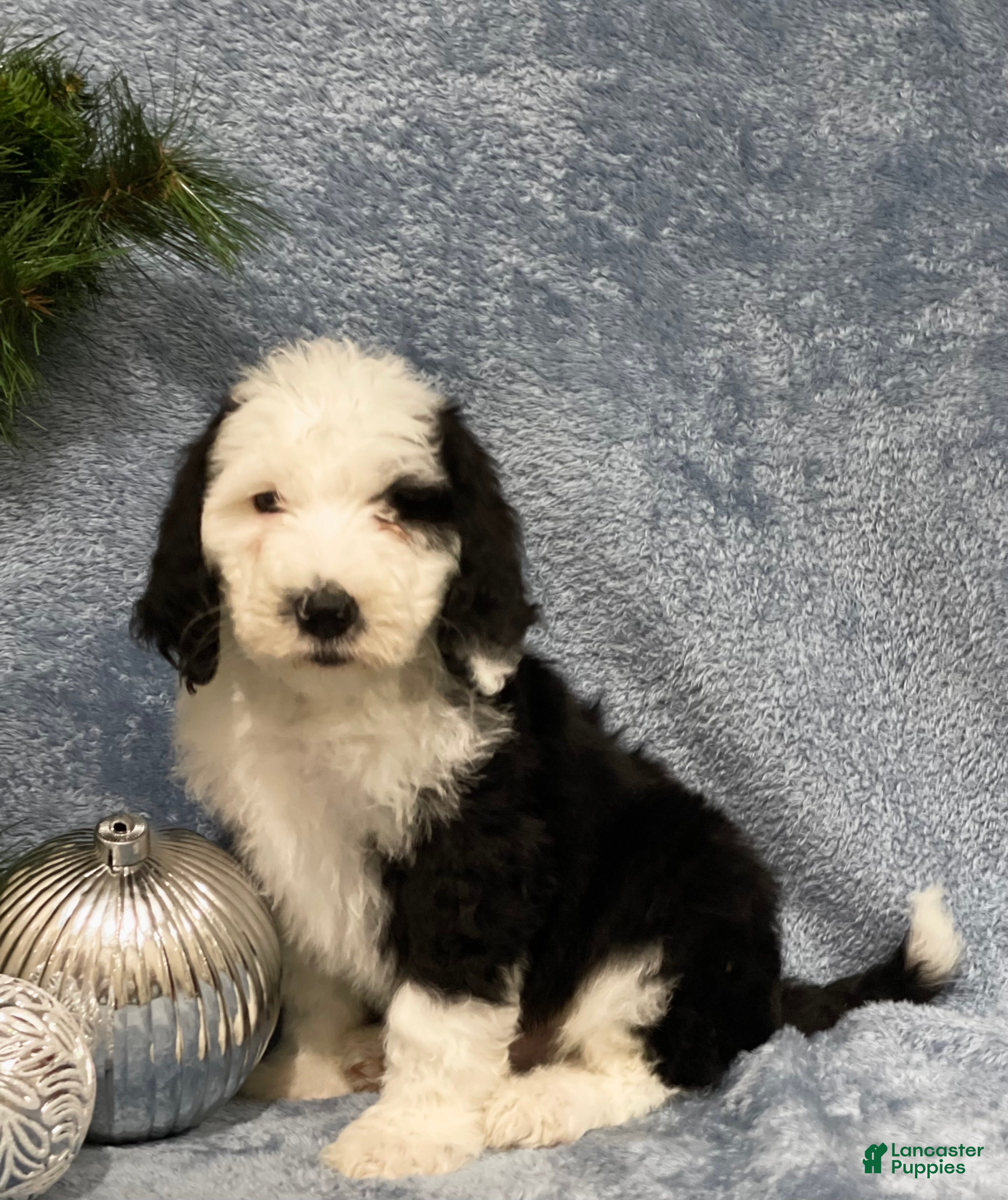 Sheepadoodle dogs Kaden - Ad 10
