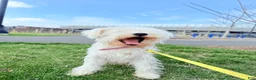 Miniature Schnauzer dogs for sale: Miniature Schnauzer Puppy 1 - Ad 5