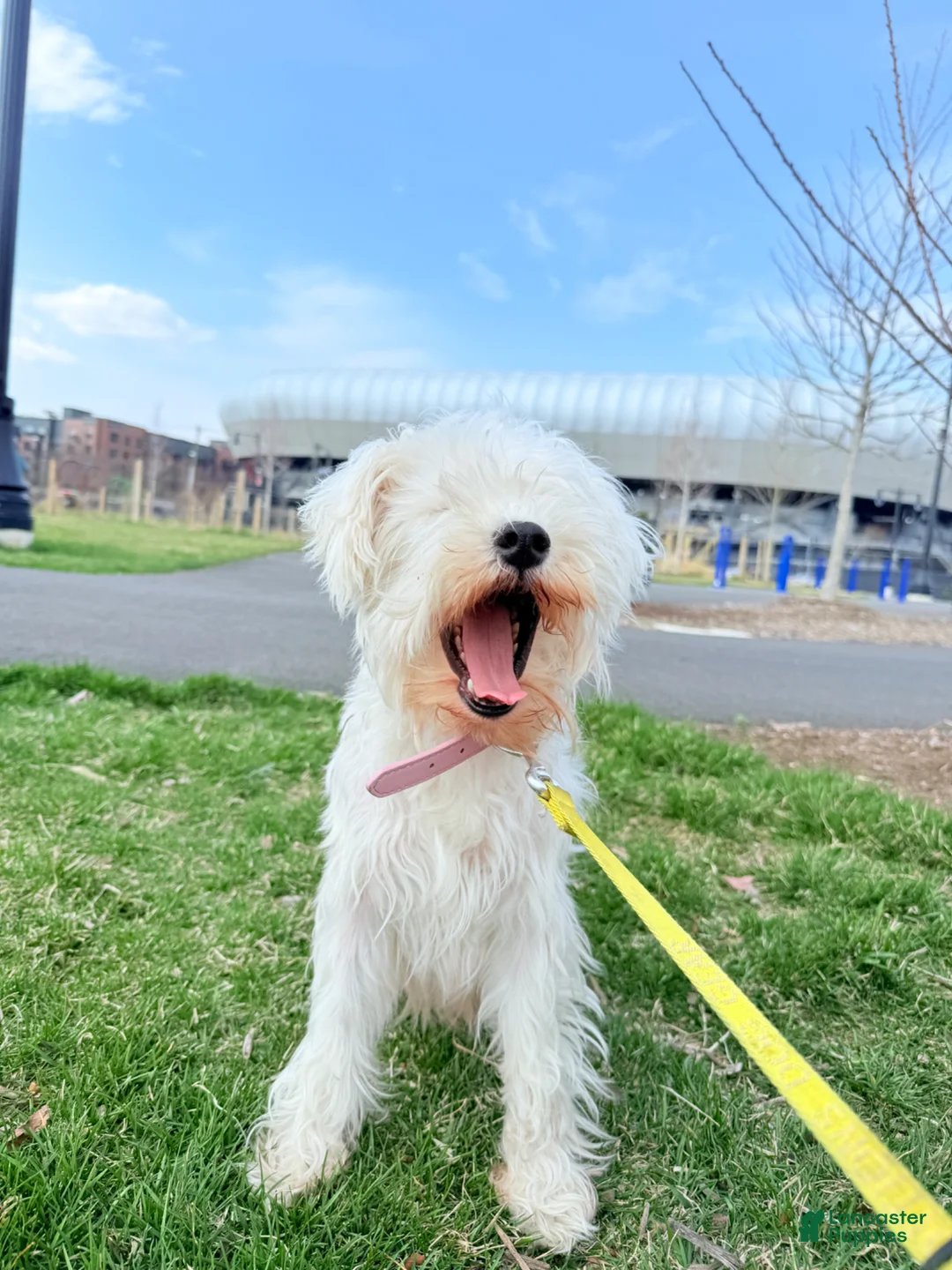Miniature Schnauzer dogs for sale: Miniature Schnauzer Puppy 1 - Ad 5