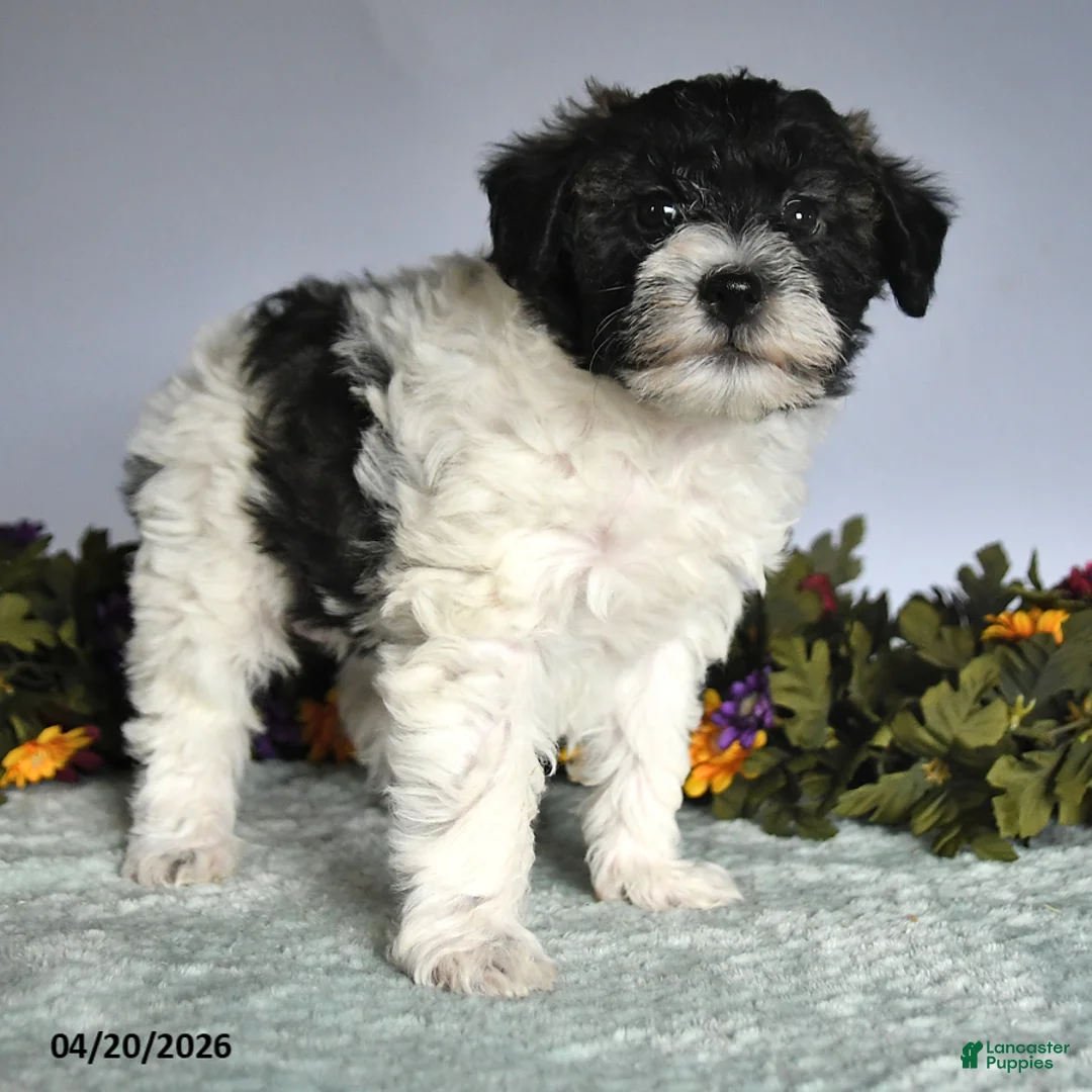Mixed Breed dogs for sale: Paula - Ad 2