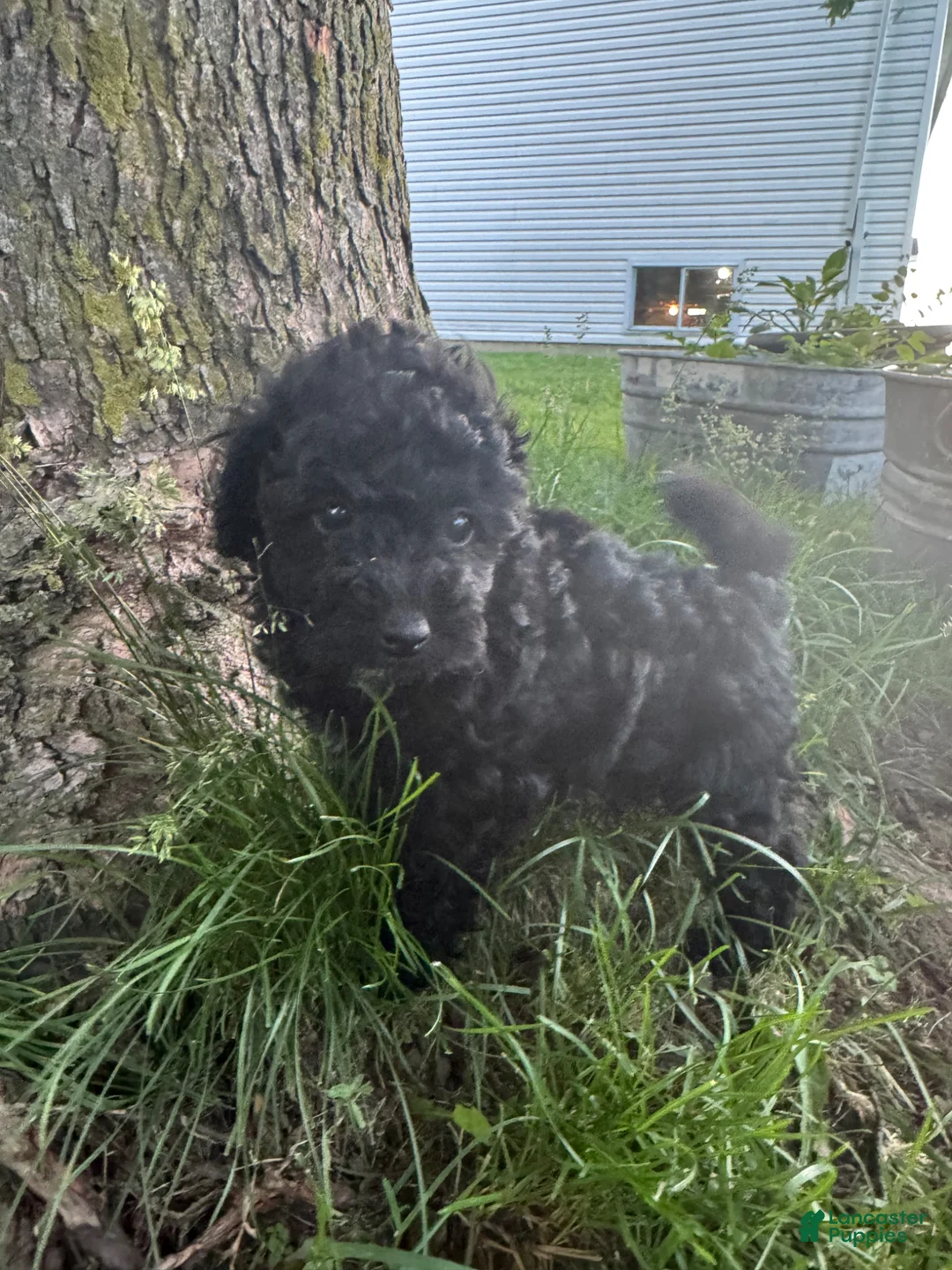 Havapoo dogs for sale: Havapoo Puppy 3 - Ad 1