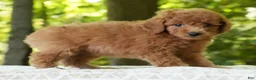 Mini Goldendoodle dogs for sale: Alice - Ad 3