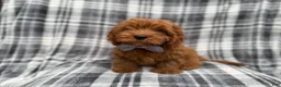 Cavapoo dogs for sale: Doodle - Ad 1