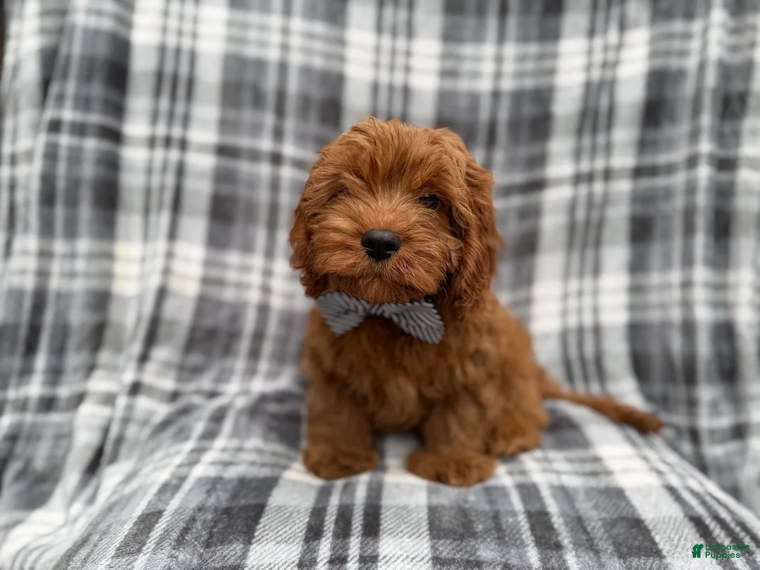 Cavapoo dogs for sale: Doodle - Ad 1