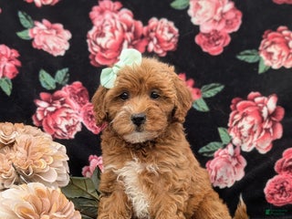 Lhasapoo dogs - Ad 2