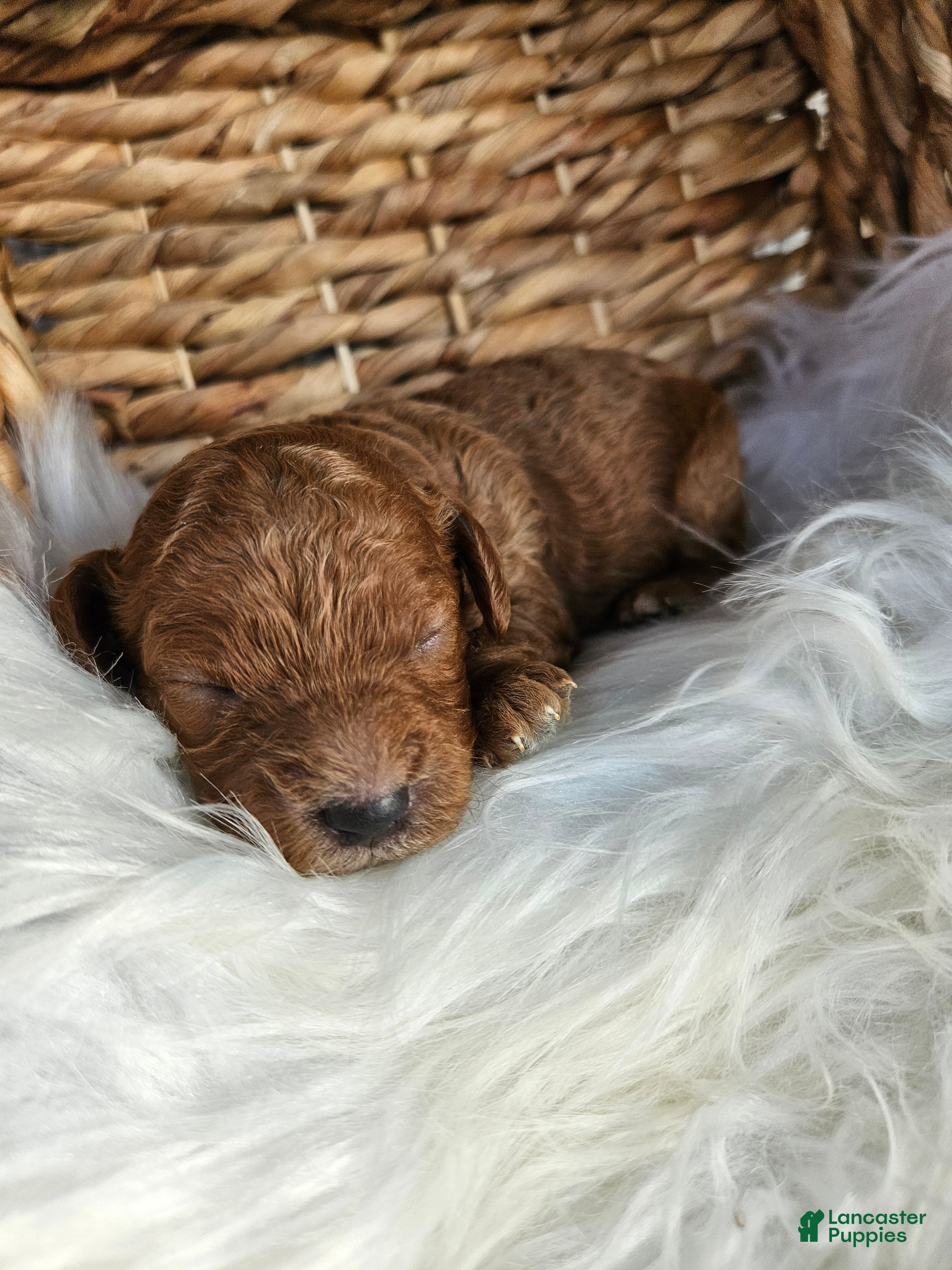 Cavapoo dogs Hazel  - Ad 41