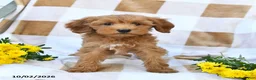 Mini Goldendoodle dogs for sale: Julie  - Ad 9