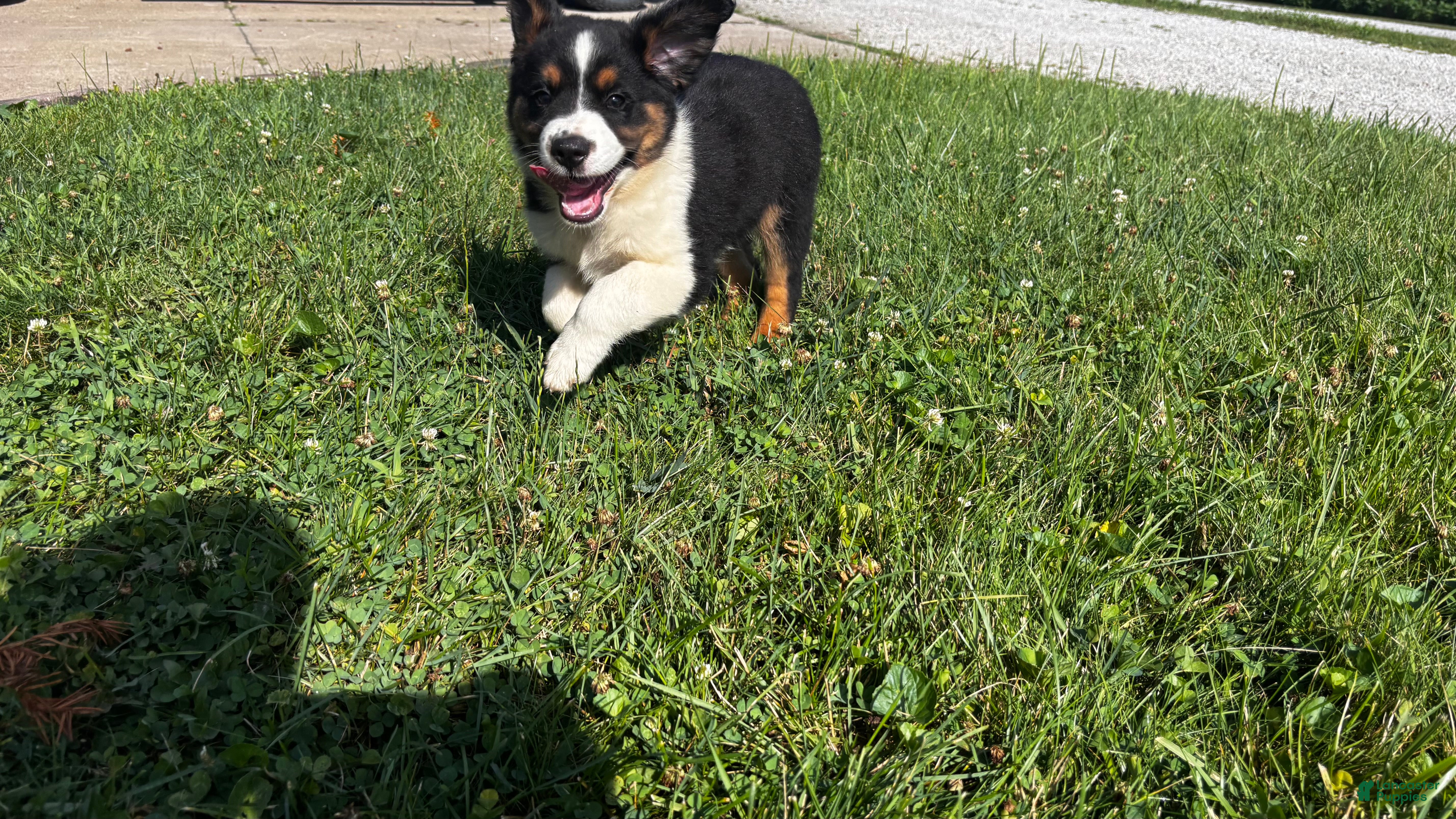 Miniature Australian Shepherd dogs #7 Bear - Ad 2