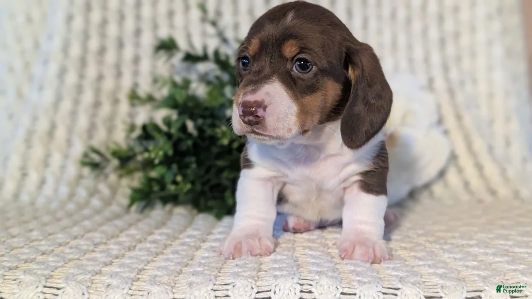 Miniature Dachshund dogs for sale: Ziggy - Ad 4